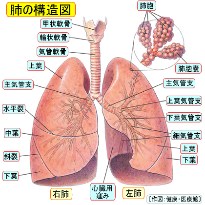 Lung structure diagram