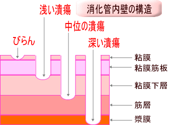 Diagram of the inner wall of the digestive tract