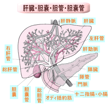 Diagram of liver, gallbladder, hepatic duct, bile duct