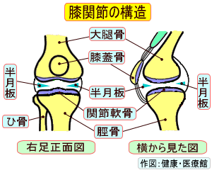 膝半月版・膝関節の構造