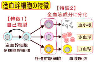 造血幹細胞の自己複製と分化の特徴を表す図