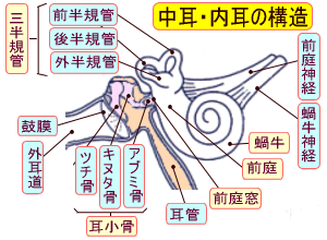 Inner ear structure
