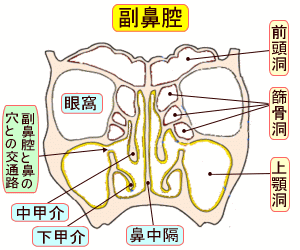 Diagram of the sinuses