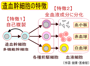 造血幹細胞が分化する特徴模式図