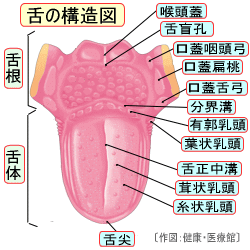 舌の背面の構造図