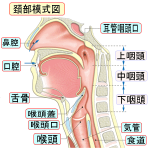頚部の模式図