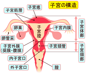 子宮の構造