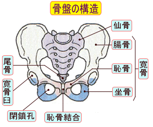 Pelvic structure